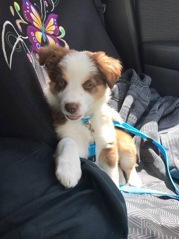 Need motivation to move? Woof Woof!